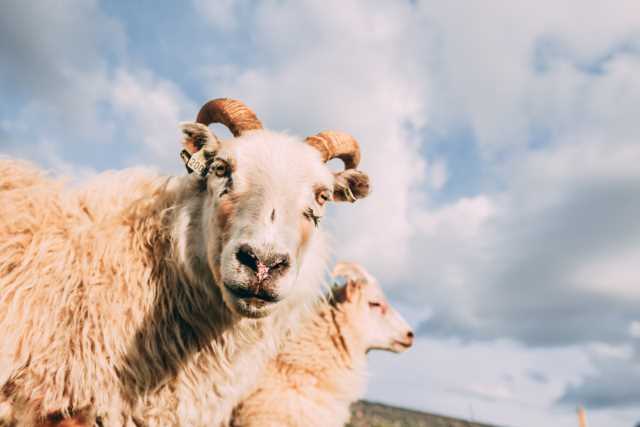 アイスランドの羊