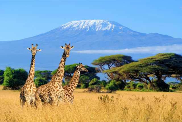 アンボセリ国立公園　ケニア