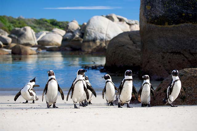 ボルダーズビーチ　ペンギンの群れ