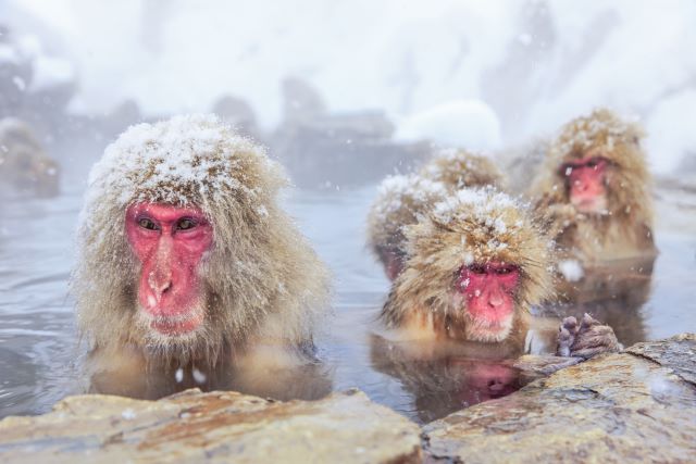 SNOW MONKEY